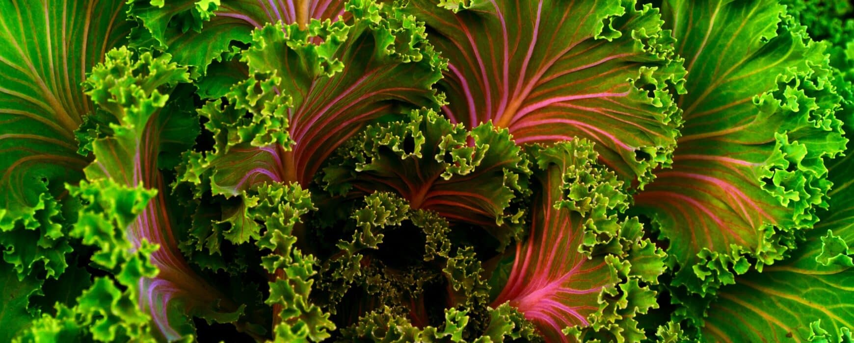 Close Up On Beautiful Fresh Salad Greens NYC Catering